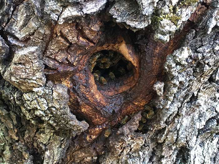 bee hive in tree inside